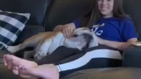 Just a Bulldog Trying to get Comfortable