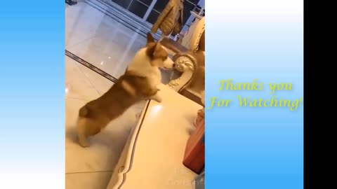 Funny and Cute Cat's Life 👯 Funny cat's ears are clean 😺 Cats and Owners are the best friends Videos