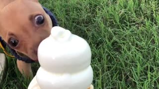Chihuahua devours a large ice cream