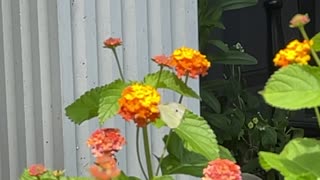 Butterfly in Slow motion