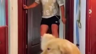 Funny Dog Video 2022