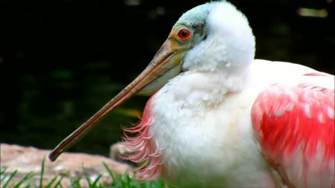 Spoonbill Close-up