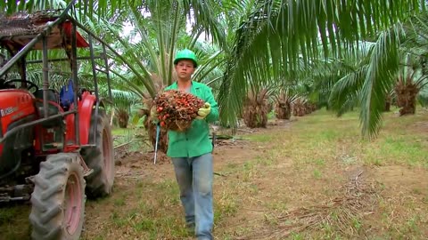 Tons of Oil Palm Fruit Harvesting by Machine - Palm Oil Processing in Factory - Palm Oil Production