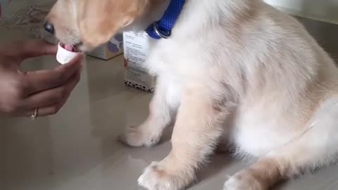 Good girl taking her medicine _ Cute 2 month old golden retriever puppy-
