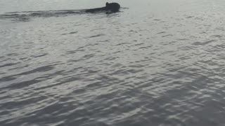 Big Black Bear Swims Across Bay