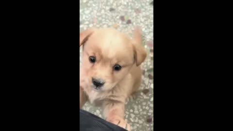 Cute Puppie Barking