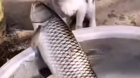 Cat and Fish Funny Video