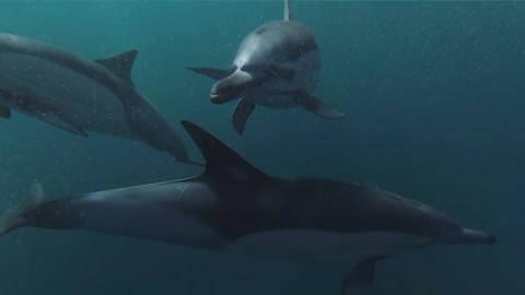 Video Footage Of Group of Dolphins Swimming Underwater