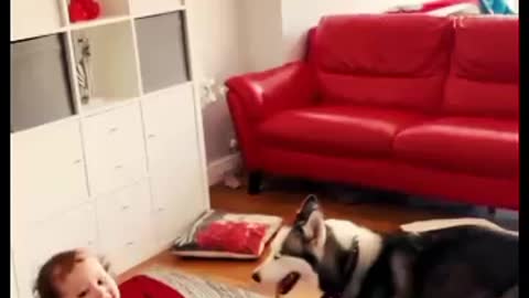 Best friend play time with Cute baby husky dog viral video