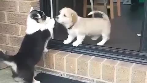 Puppies engage in incredible heart-melting encounter