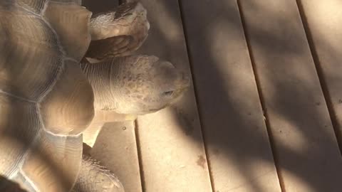 Huge tortoise chases barking corgi puppy