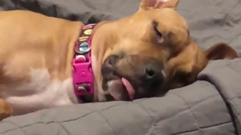 Sleeping dog experiences intense dream