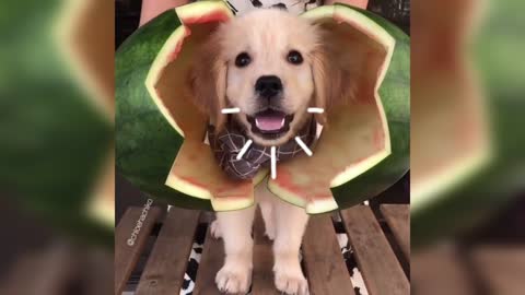 Dog in a Watermelon so cute