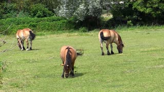 The horses are calmly grazing, isn't that great?