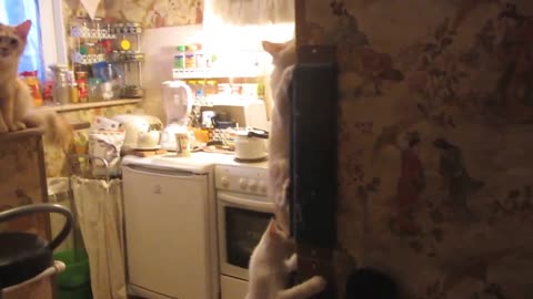 Cat teaches kittens to scramble