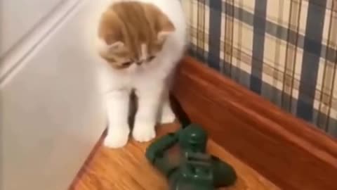 🤣 Funniest CATS - Awesome Funny CATS 😇 ➤ ➤Try Not To Laugh