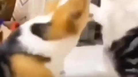 Funny dog & cat fighting