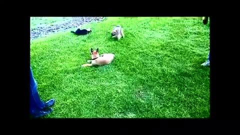 Funny puppies i ever saw