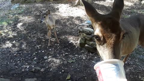 Fawn Slowly Learns How To Eat From Caring Human’s Hand