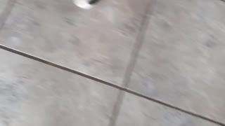 Boxer meet new baby kitten