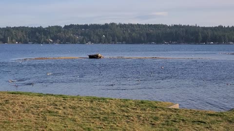 Ducks, Seagulls, Heron activity