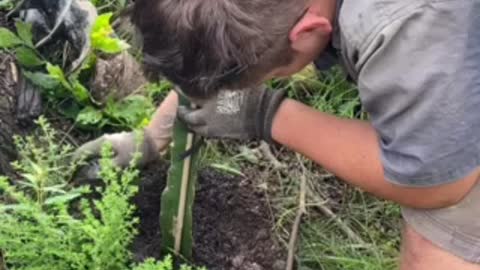 Dragon fruit planting.