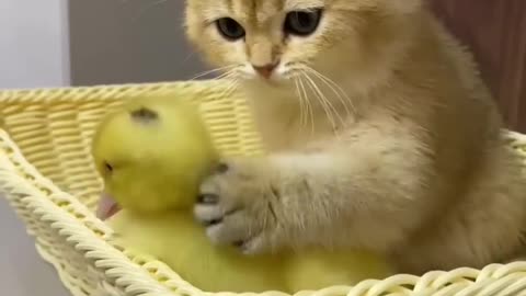 Ducklings and Cats cute moments.