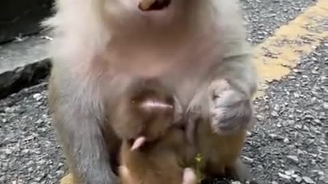 cute baby monkey live