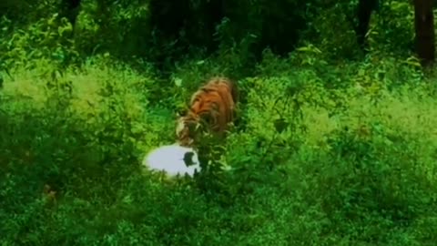 Tiger Kills Cow At Gudalur In Tamilnadu. India