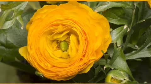 The big yellow flower