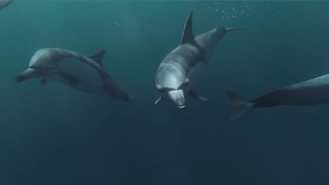 😎A group of cute dolphins, they are smart and docile