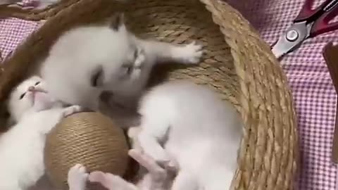 Funny animals video so funny dogs 😂😂😂