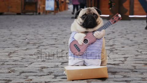 A dog begging with a guitar