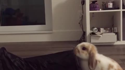 Bunny magician performs mind blowing trick