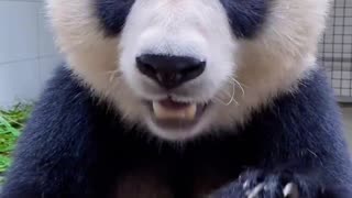 Hungry panda