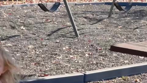 Belgian Malinois Puppy Meets New Friend At The Park.