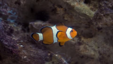 Cute clown fish, Nemo, the protagonist of Finding Nemo