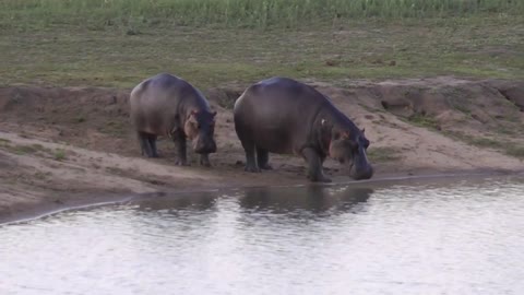 Hippos at Kruger National park