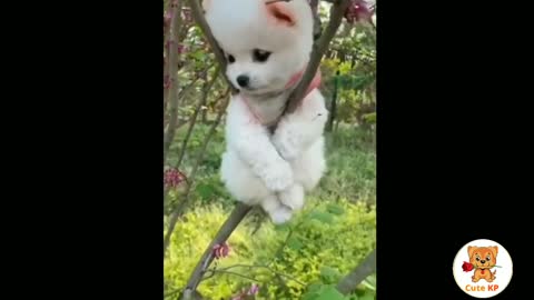 AWW CUTE BABY ANIMALS Videos Compilation cutest moment of the animals