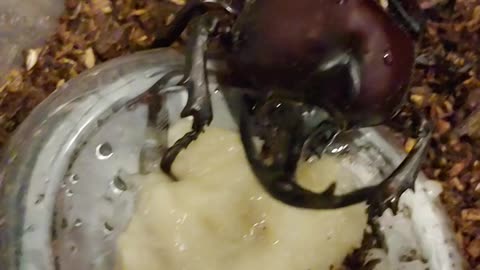 Korea Rhinoceros beetle eating banana