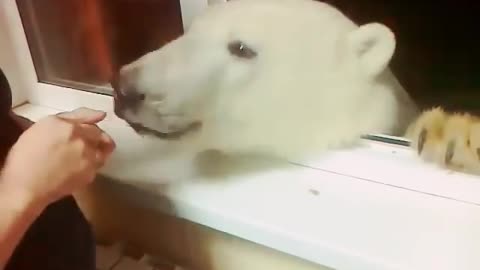 Polar Bear Pokes Head Through Window To Ask For Treats