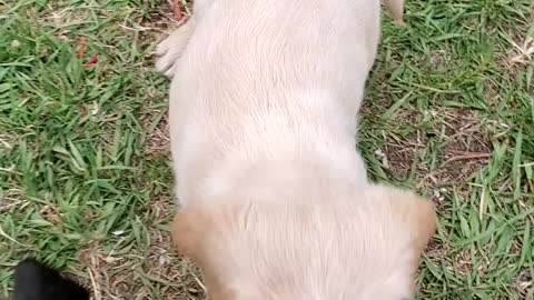 Labradoodle puppies playing with their sweet Papa