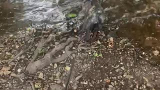French bulldog puppy visits a stream for the first time