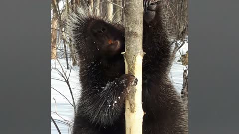 Porcupine has funny interaction with man in the woods