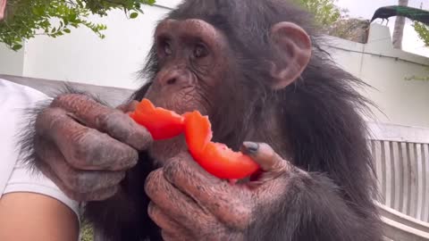 Chimpanzee she like eating tomato and ….