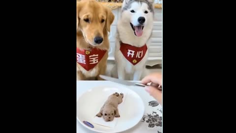 Dog funny video Compilation _ smart dogs Videos _ Cute and Funny Pets 2024