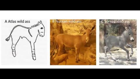 Odds and Ends S2 Ep 3 Donkey Domestication