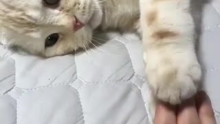 Cat playing with hands