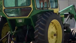 Baby goat climbs on top of tractor, can't figure out how to get down