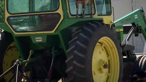 Baby goat climbs on top of tractor, can't figure out how to get down